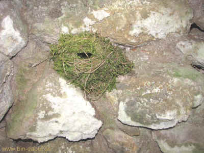 Irgendwo am Steiger -Haus 18-04-10 2909.jpg (99775 Byte)