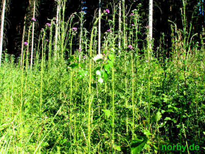 Alt Germanische Kultstaette 27Juni2010 4934.jpg (138018 Byte)