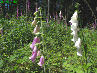 Alt Germanische Kultstaette 27Juni2010 4963.jpg (99980 Byte)