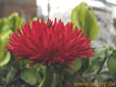 Augen auf in Eisenach 23-03-10 2070.jpg (98772 Byte)