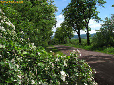 Fuchsbau 30-05-10 3798.jpg (99584 Byte)