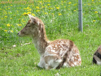 Hirsch Heinrich 16-05-10 3296.jpg (98468 Byte)