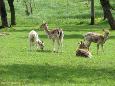 Hirsch Heinrich 16-05-10 3326.jpg (99760 Byte)