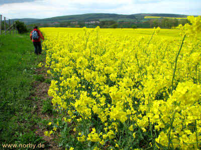 Leuchtberg 16-05-10 3377.jpg (99072 Byte)