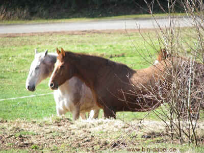 Fuerstenblick 02-04-2011 9854.jpg (98720 Byte)