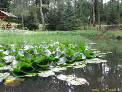Kleines Haus im wald 28-08-2011 2702.jpg (98524 Byte)