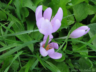 Thomaswiese am Lauchaer Holz 28-08-2011 2760.jpg (210538 Byte)