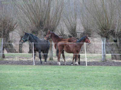 Moenchhof 06-02-2011 8081.jpg (98568 Byte)