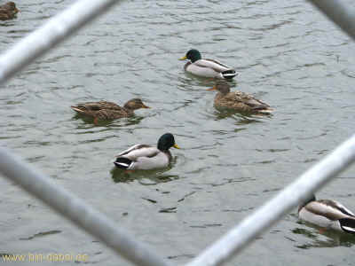 Moenchhof 06-02-2011 8090.jpg (98416 Byte)