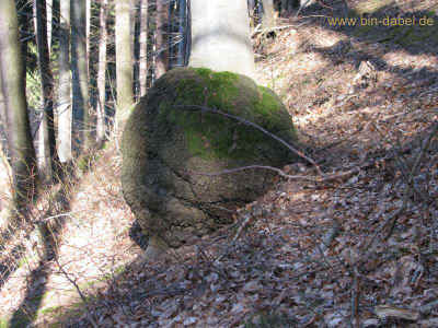 Thalsperre 26-02-2011 8213.jpg (99727 Byte)