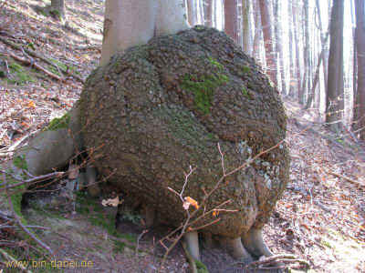 Thalsperre 26-02-2011 8264.jpg (99127 Byte)