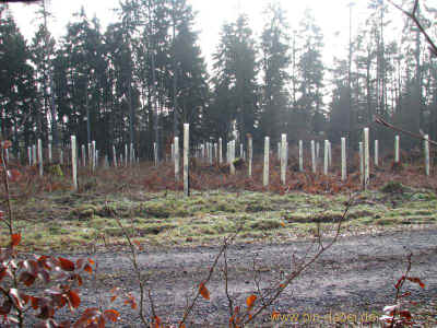 Clausberg-Rundwanderweg15 17-01-2011 7994.jpg (98202 Byte)