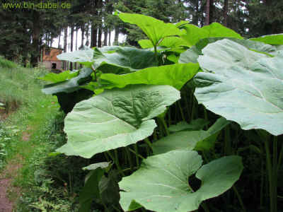 Bob - und Rodelbahn 10-07-2011 2223.jpg (99612 Byte)
