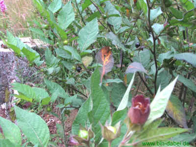 Pollerborn 24-07-2011 2489.jpg (99873 Byte)