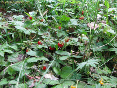 Waltersh�user Brunnen Gemeindekopf 12-06-2011 1844.jpg (98831 Byte)