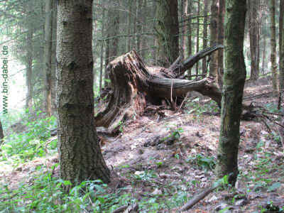 Wurzel1 04-Juni-2011 1558.jpg (99187 Byte)