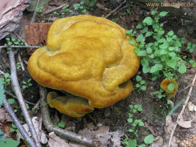 Wurzel1 04-Juni-2011 1579.jpg (98551 Byte)