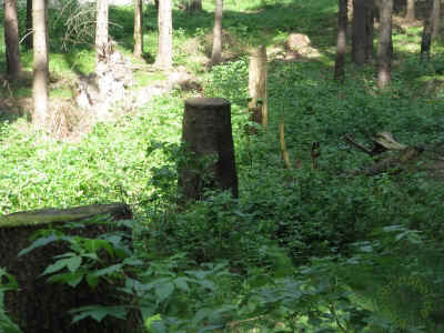 Wurzel2 04-Juni-2011 1552.jpg (99583 Byte)