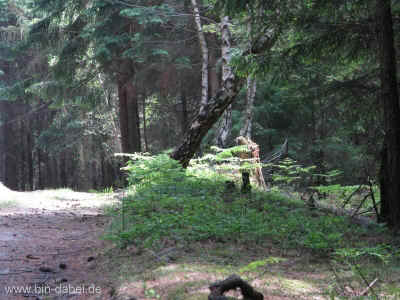 Wurzel4 04-Juni-2011 1538.jpg (98949 Byte)