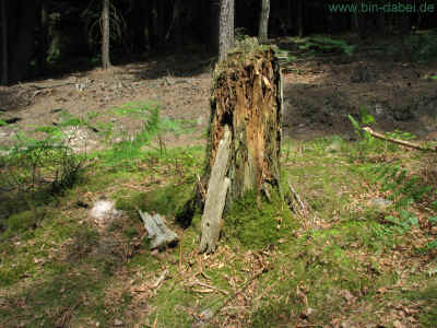 Wurzel4 04-Juni-2011 1544.jpg (388360 Byte)