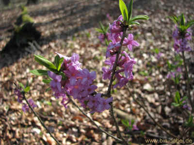 Goeringer Stein 29-03-2011 9281.jpg (97532 Byte)