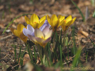 Koehlerhuette 12-03-2011 8668.jpg (96549 Byte)