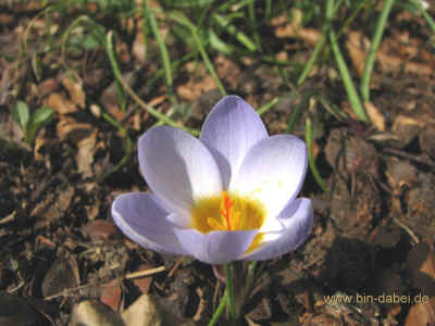 Koehlerhuette 12-03-2011 8673.jpg (98290 Byte)