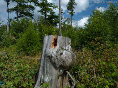 Auf dem Weg zum Wachstein 05-08-2012 P1030222.jpg (98687 Byte)