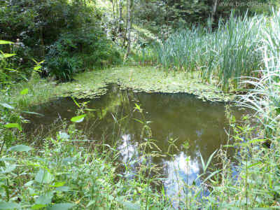 ein kleines Teichlein 12-08-2012 P1030330.jpg (99431 Byte)