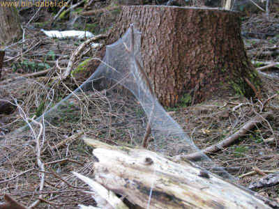 Baerental und Haderholz 17-03-2012 3486.jpg (100112 Byte)