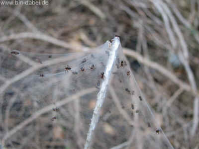 Baerental und Haderholz 17-03-2012 3489.jpg (93501 Byte)