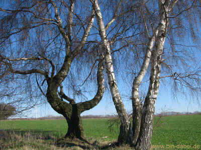 Die Riesengabel 25-03-2012 237.jpg (99966 Byte)