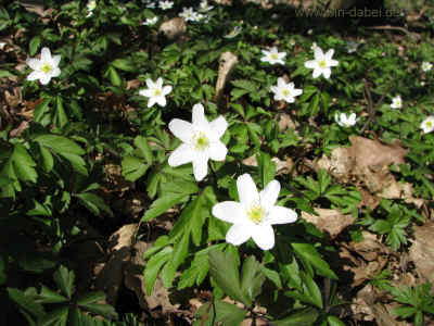 Hat den der Fisch gefressen 25-03-2012 183.jpg (99561 Byte)
