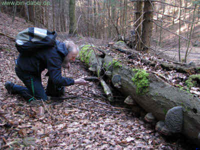 Jungfernborn 17-03-2012 3427.jpg (99121 Byte)