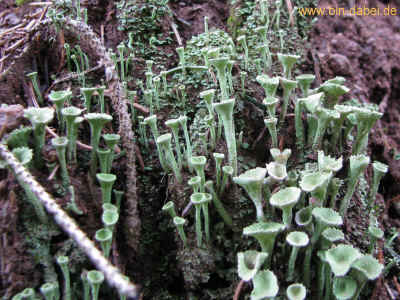 Pilze 11-03-2012 3368.jpg (346341 Byte)