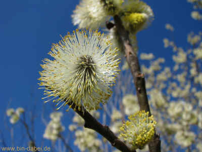 Rast am Radweg Bahndamm 25-03-2012 090.jpg (202933 Byte)