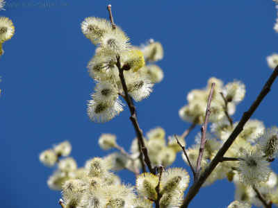 Rast am Radweg Bahndamm 25-03-2012 096.jpg (99804 Byte)