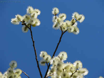 Rast am Radweg Bahndamm 25-03-2012 099.jpg (98083 Byte)