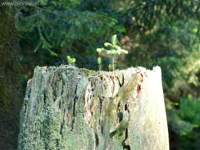 Blick zum Kleinen Boehler 27-05-2012 P1010303.jpg (98756 Byte)