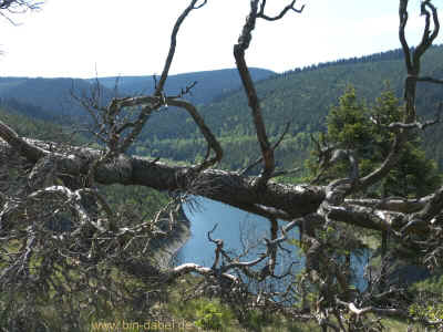 Schmalwassertalsperre 20-05-2012 P1-633.jpg (97184 Byte)