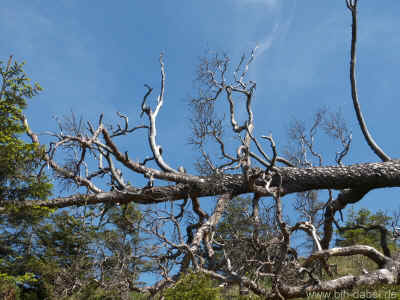 Schmalwassertalsperre 20-05-2012 P1-701.jpg (99329 Byte)