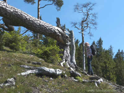 Schmalwassertalsperre 20-05-2012 P1-736.jpg (98859 Byte)