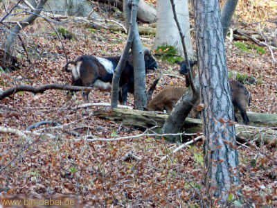 Jesusbruenlein 22-11-2012 P1040583.jpg (99271 Byte)