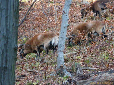 Jesusbruenlein 22-11-2012 P1040644.jpg (98643 Byte)
