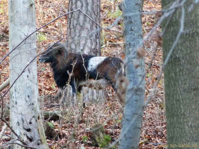 Jesusbruenlein 22-11-2012 P1040673.jpg (99382 Byte)