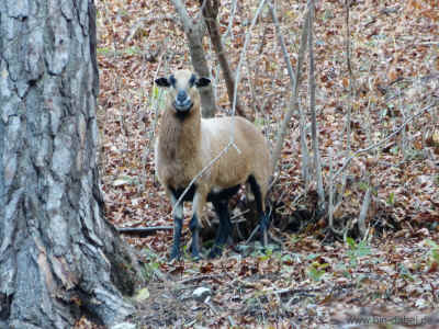 Jesusbruenlein 22-11-2012 P1040682.jpg (359171 Byte)