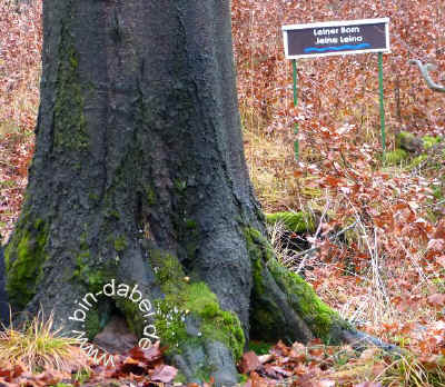 Leine Born 11-11-2012 P1040297.jpg (98518 Byte)