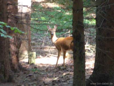 14-07-2013 P1060114.jpg (254156 Byte)