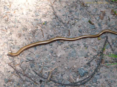 14-07-2013 P1060165.jpg (325420 Byte)