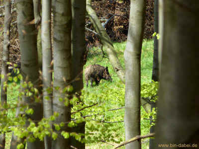 Berg- und Talfahrt 11-05-2013 P1050727.jpg (99518 Byte)